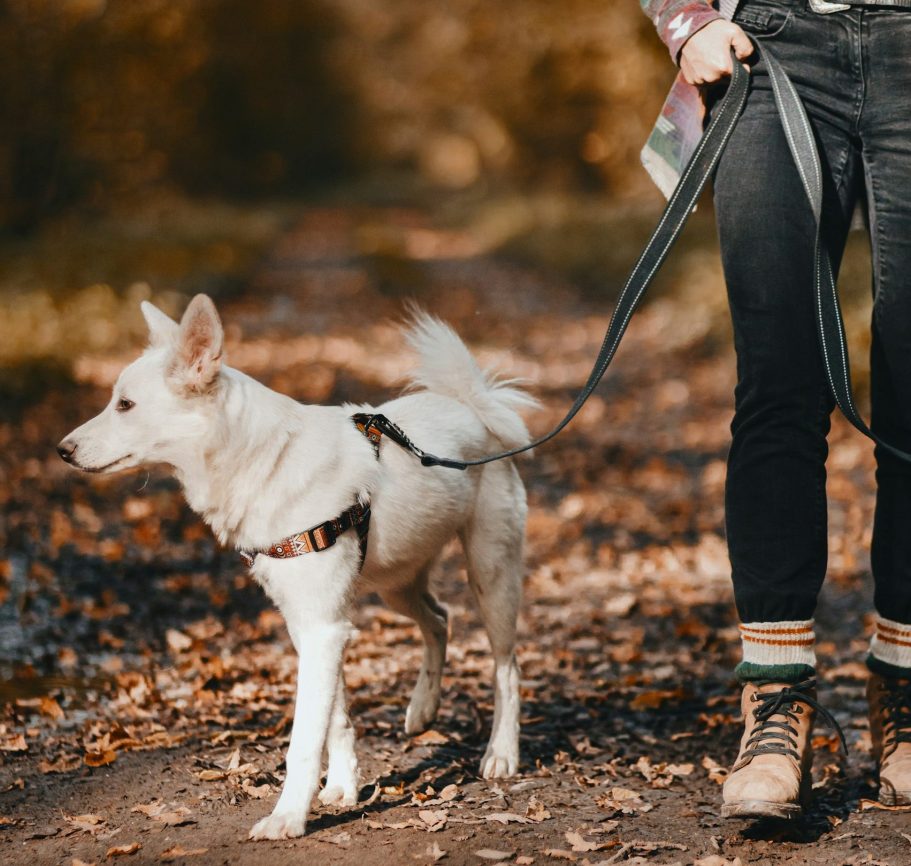 Stop pulling dog training Lead pulling dog training