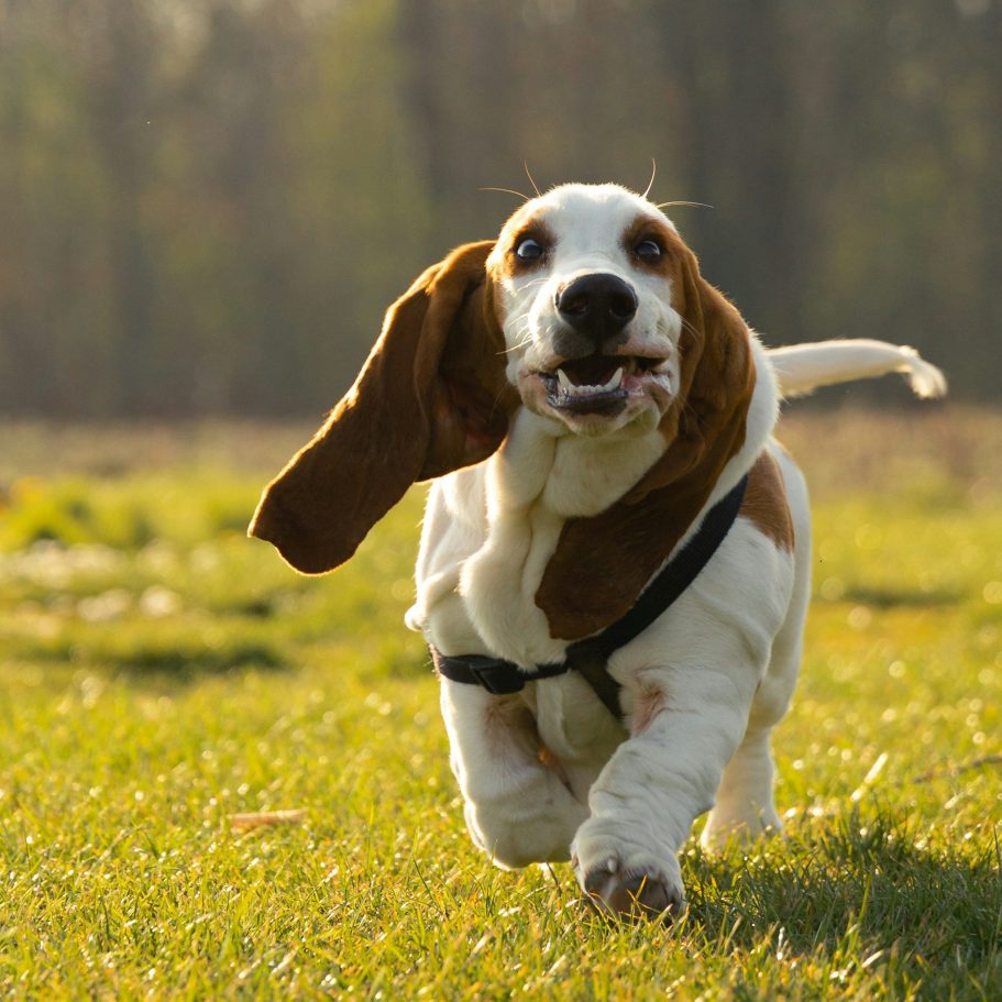 Recall training Dog recall training around Heywood and Bury