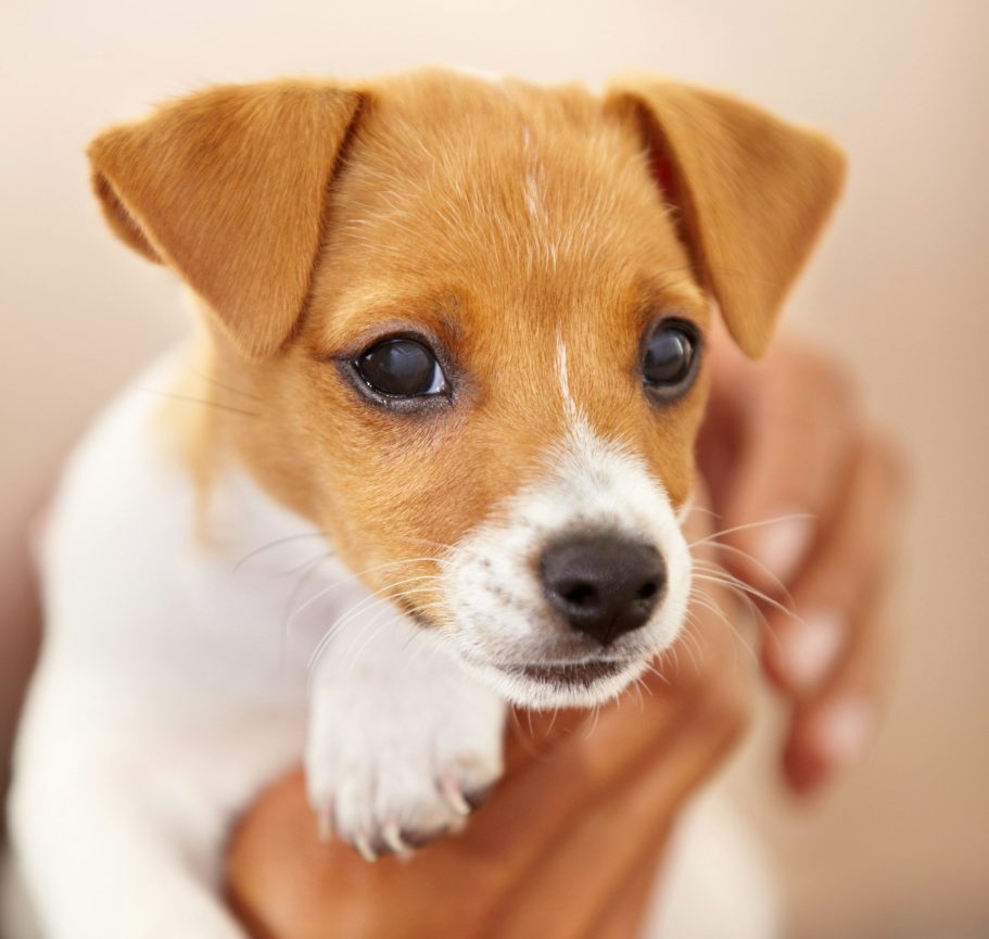 Puppy trainng Positive puppy training around Heywood